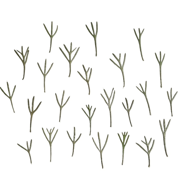 Resin Art Bookmark - 24 pezzi, Foglie di Achillea Pressate